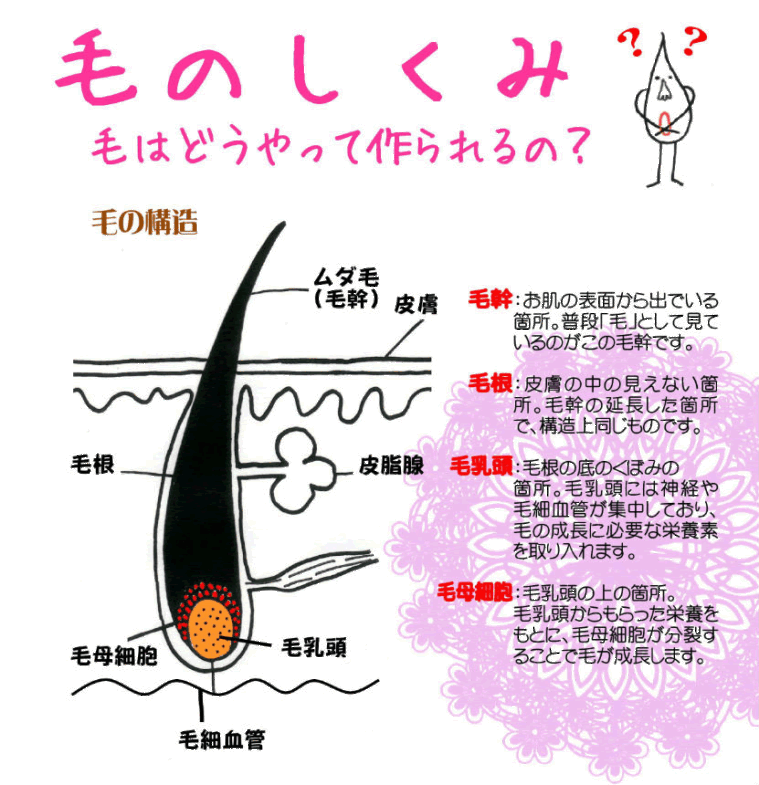 毛の仕組み